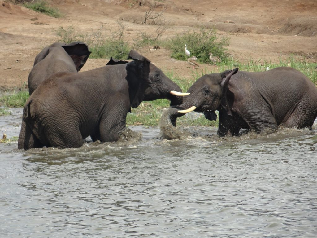 Elephants playing in the river in Queen Elizabeth N.G.P